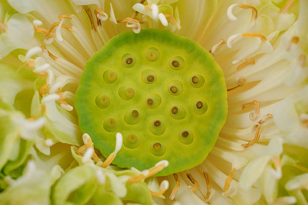 istock Close up a lotus seeds 509169056