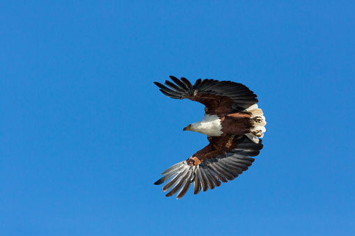 A closeup shot of a black and white osprey bird behind a blurry background