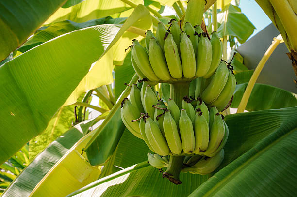 istock Bunch of ripening bananas on tree 509169248