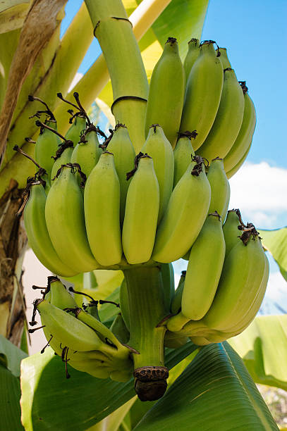 istock Banana tree with bunch of bananas 509169282