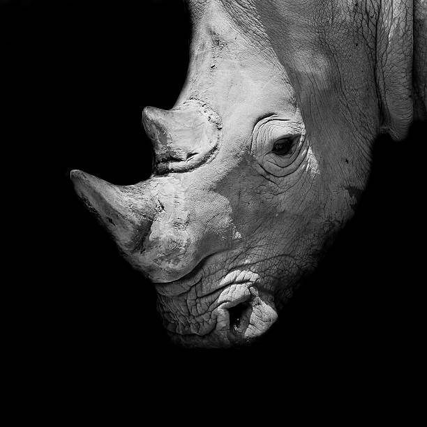 istock Black rhinoceros young calf 509169283