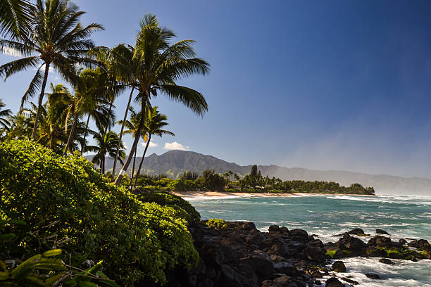 żółw plaża w pobliżu haleiwa-z north shore, oahu, hawaje - north shore zdjęcia i obrazy z banku zdjęć