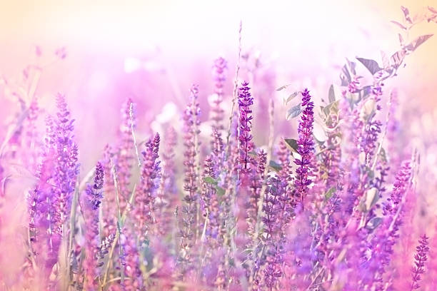 istock Beautiful wild purple flower in meadow 509169979