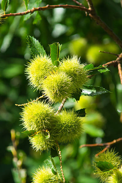 Chestnuts at summer time stock photo