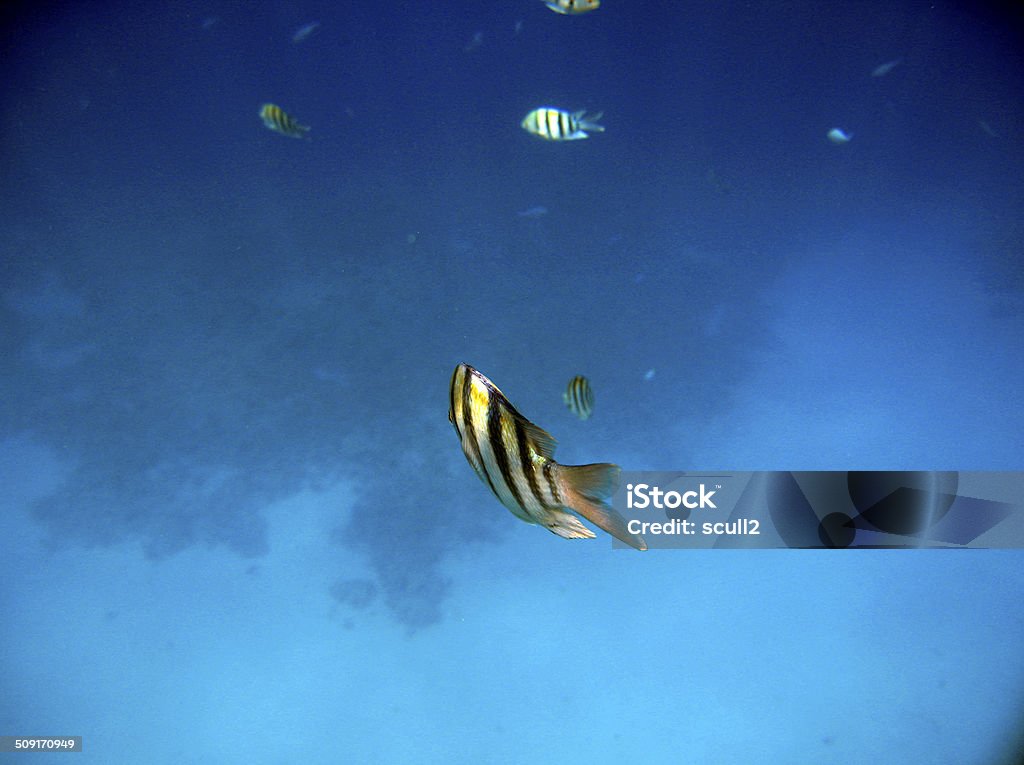 Exotique Tropical poissons sous l'eau.   La mer Rouge - Photo de Animaux en captivité libre de droits