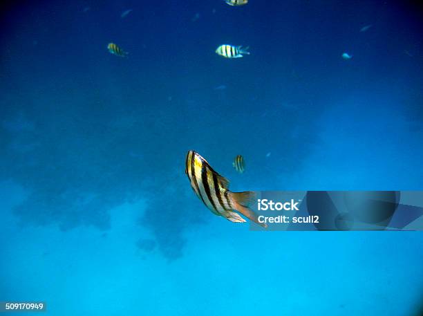 水中熱帯エキゾチックな魚赤い海 - エジプトのストックフォトや画像を多数ご用意 - エジプト, シャイフ, シャルムエルシェイク