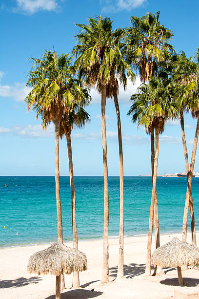 istock The public beach with palms in La Paz , Mexico. 509171148
