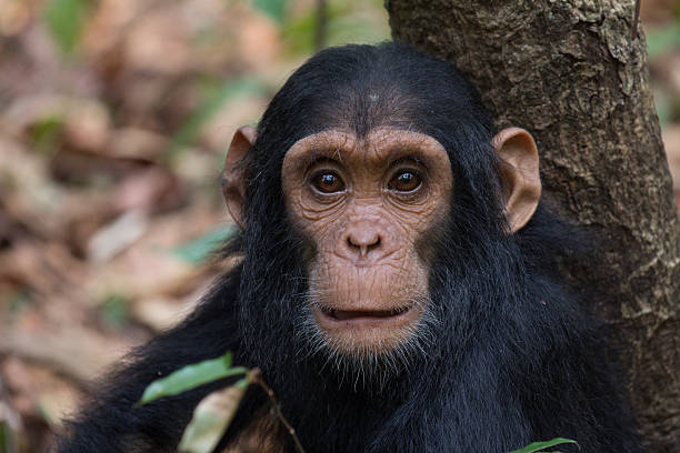 Chimpanzee infant stock photo