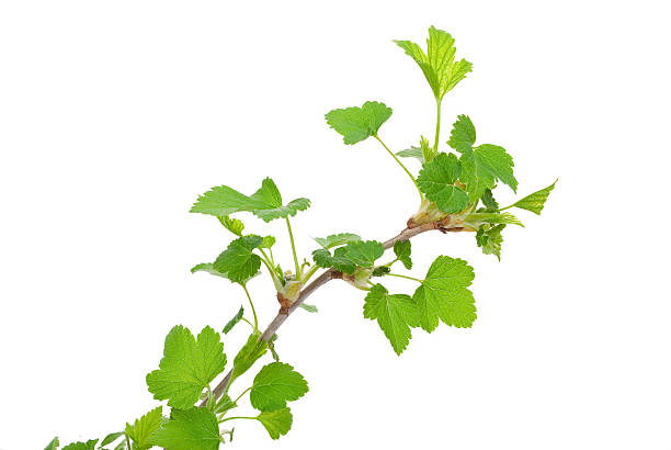 istock Young green sprout of currant 509171786