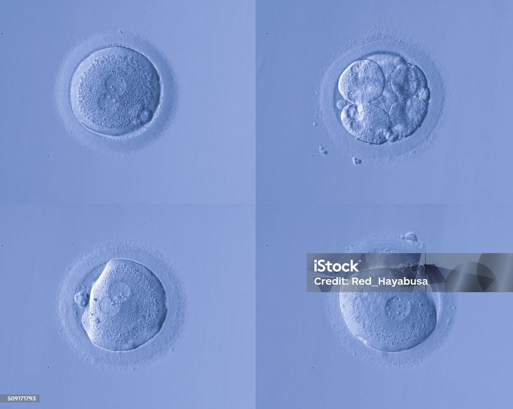 human egg human egg,artificial insemination Animal Zygote Stock Photo