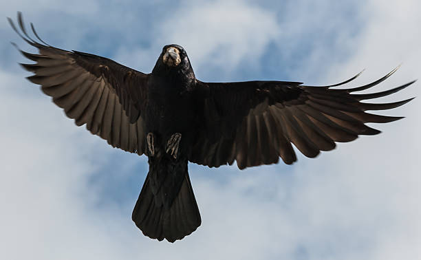 Flying black crow stock photo