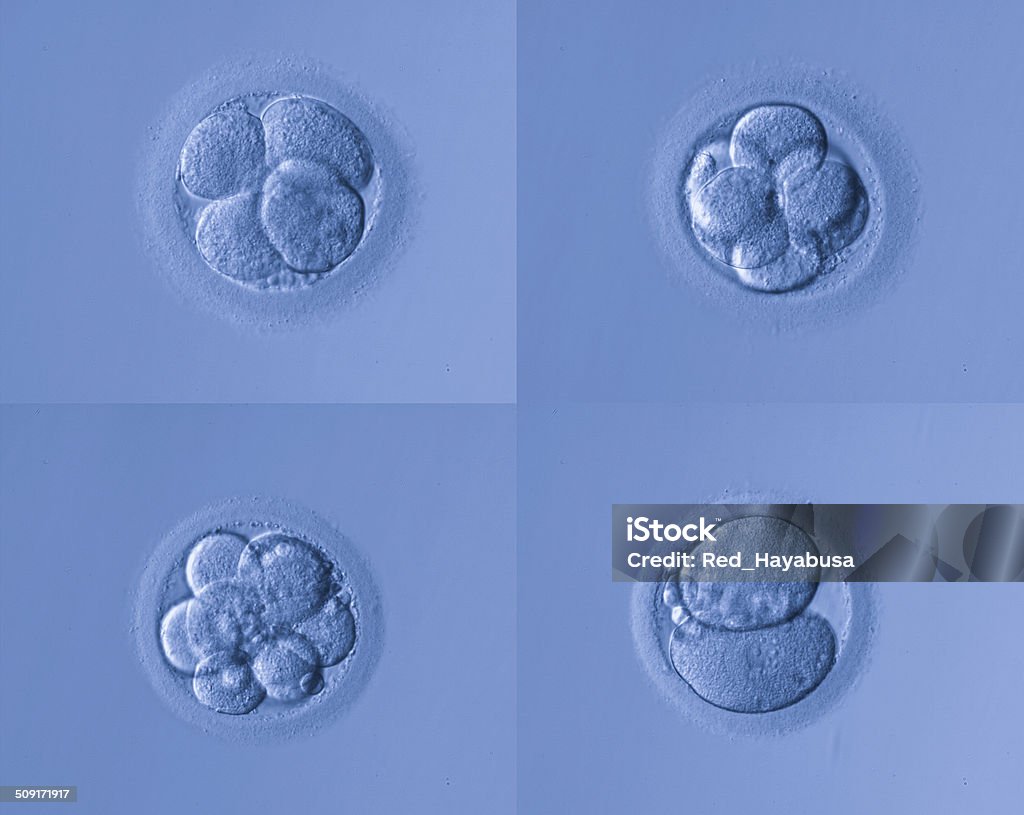 human egg human egg,artificial insemination Human Embryo Stock Photo