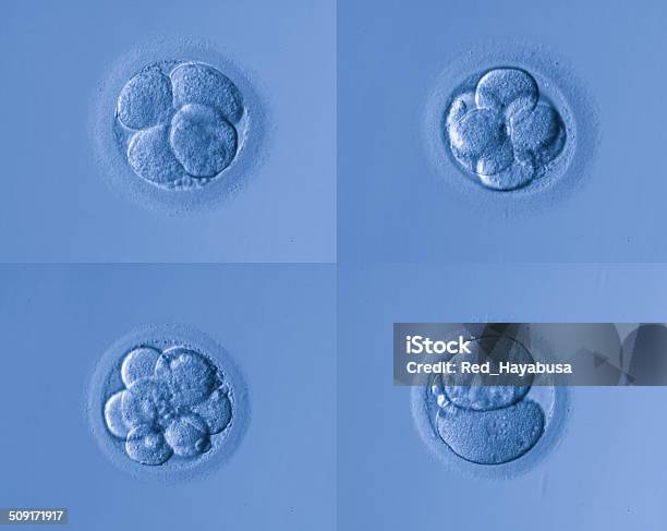 Human Egg Stock Photo - Download Image Now - Human Embryo, Human Egg, Human Zygote