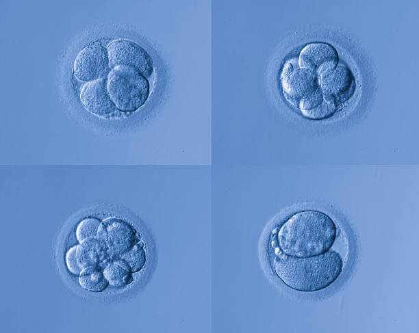 человеческие яйца - scientific micrograph стоковые фото и изображения