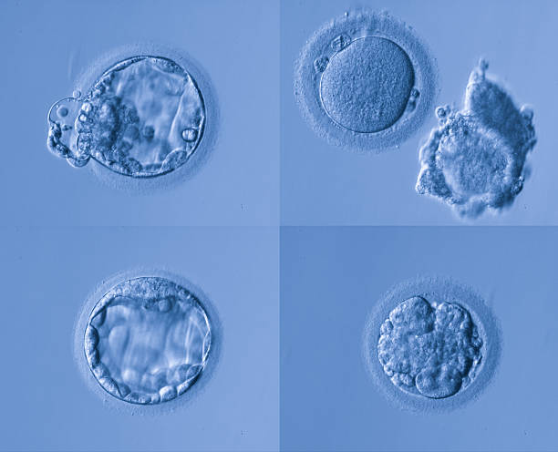 human egg human egg,artificial insemination animal zygote stock pictures, royalty-free photos & images