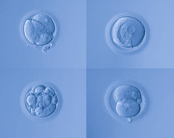 human egg human egg,artificial insemination animal zygote stock pictures, royalty-free photos & images