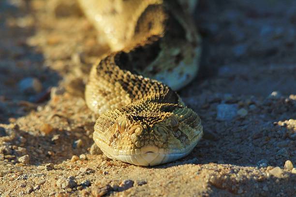 Puff Adder - Poisonous Snakes from Africa A Puff Adder poses for the camera, as seen in the wilds of Namibia, southwestern Africa.  puff adder bitis arietans stock pictures, royalty-free photos & images