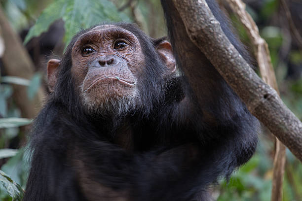 Eastern chimpanzee stock photo