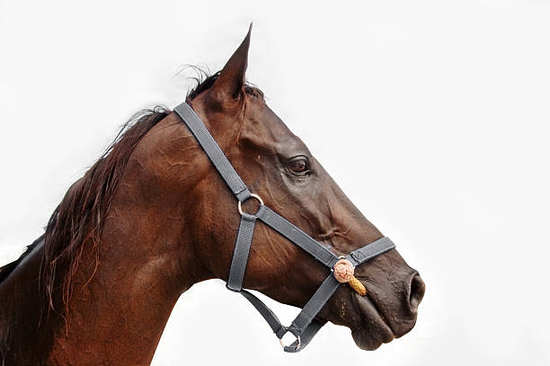 istock close up head of horse with mask side view 509172369