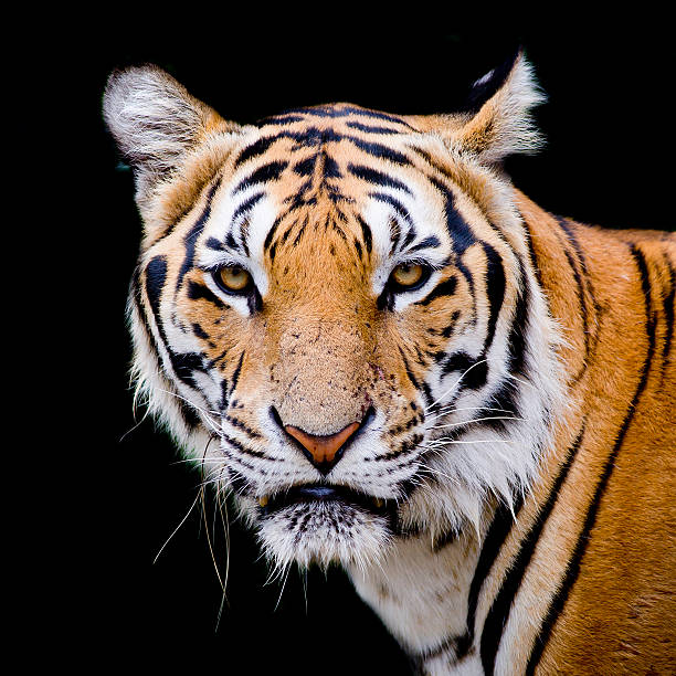 istock Tiger, portrait of a bengal tiger. 509172417