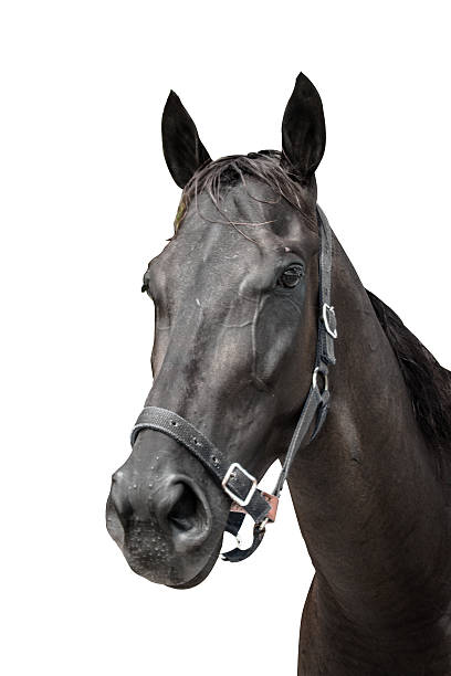 istock close up face of horse on isolate background 509172463