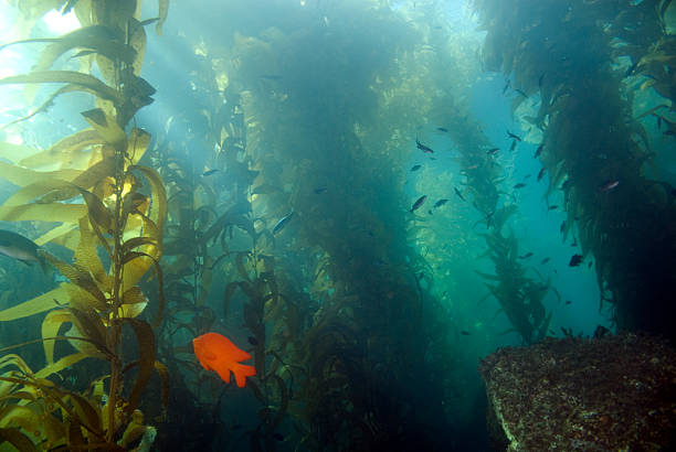istock Seaweed kelp forest at California reef 509172534