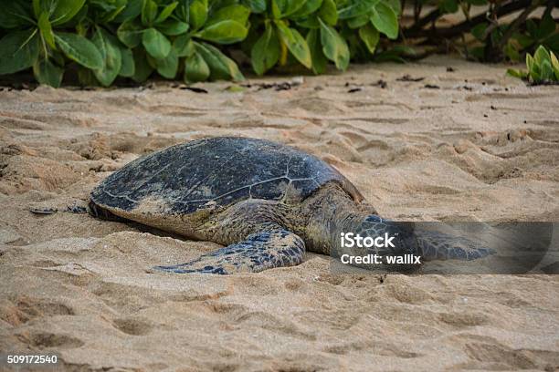 Green Sea Turtle On Laniakea Beach Oahu Hawaii Stock Photo - Download Image Now - Animal, Animal Wildlife, Animals In The Wild