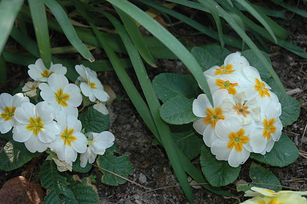 istock Flowers Garden in California 509172555