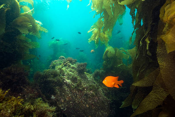 Seaweed kelp and fish at California reef Seaweed kelp forest underwater reef at California island blue damsel fish photos stock pictures, royalty-free photos & images