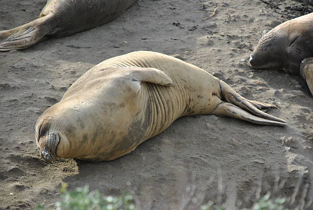 istock Young Female Sleeping Elephant Seal 509173106