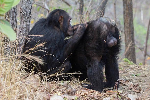 Chimpanzee being groomed stock photo