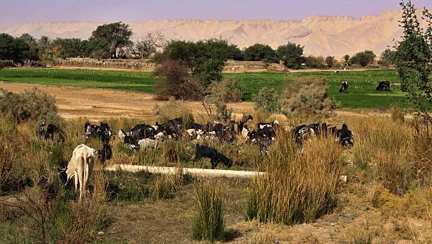 Western Desert Oasis of Kharga, herd of cows, sheeps and goats, Egypt