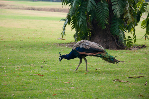A Peacock at a Golf Course in India