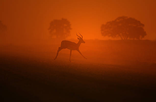 istock Impala Ram - African Wildlife Background - Mystic Sunset 509173342