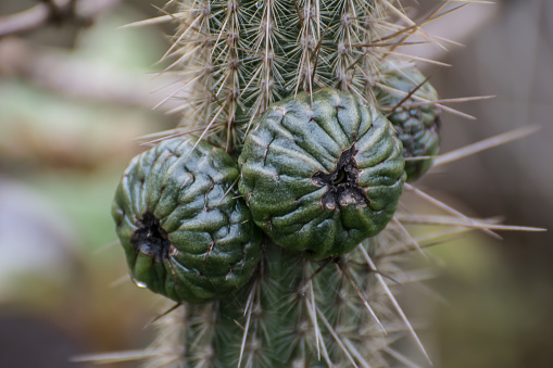 Brazilian Cactus typical of Cerrado