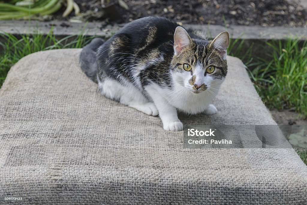 飼い猫で、ロンドンの街の庭園 - LypseUK2013のロイヤリティフリーストックフォト