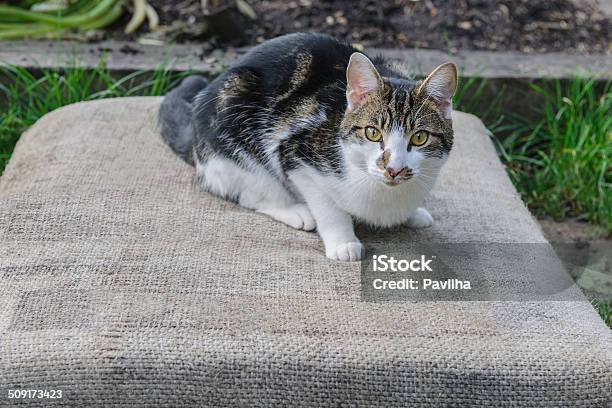 飼い猫でロンドンの街の庭園 - LypseUK2013のストックフォトや画像を多数ご用意 - LypseUK2013, ペット, 人物なし