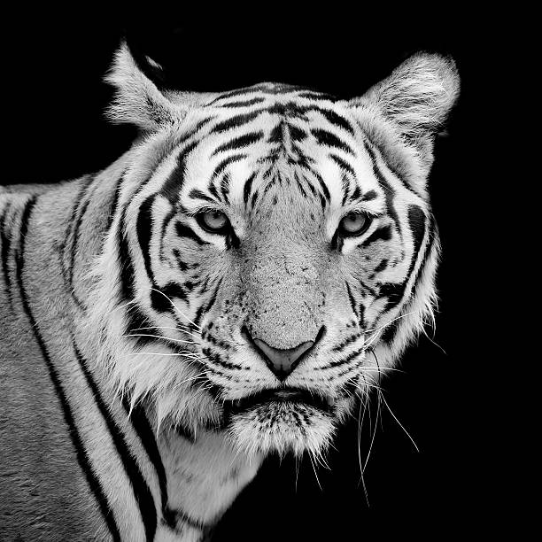 istock Tiger, portrait of a bengal tiger. 509174537