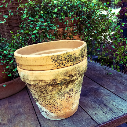 Old mossy clay pot. Summer garden decor.
