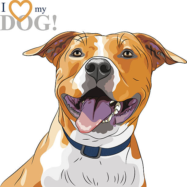 vector sketch smiling dog american staffordshire terrier breed - 比特犬 幅插畫檔、美工圖案、卡通及圖標