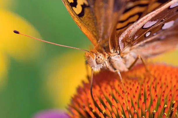 Photo of The Great Spangled Fritillary Butterfly