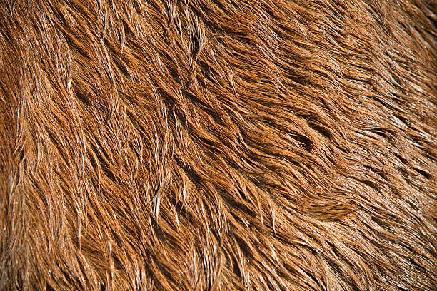 istock Horse Hair Background 509176739