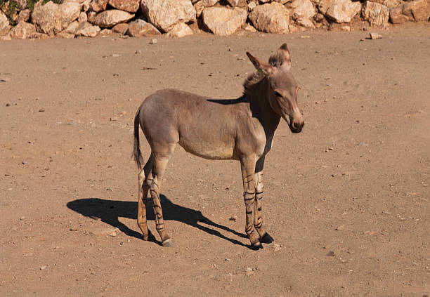 complet du corps vue d'un zonkey photo - mule animal profile animal head photos et images de collection