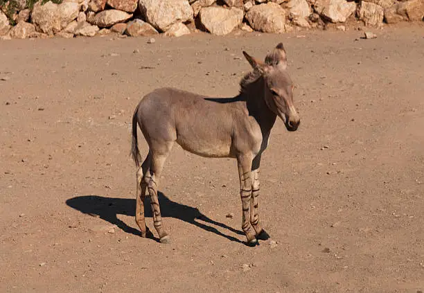 Full body view of a zonkey which is a cross between a donkey and a zebra, photo