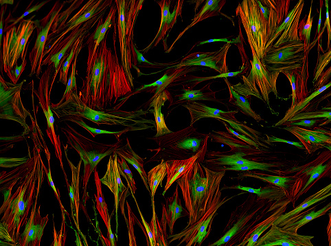 Real fluorescencia microscópicos vista de las células humanas photo