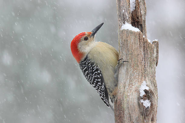 istock Male Red Belly in Snow 509177836