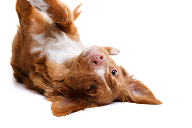 istock Nova Scotia Duck Tolling Retriever dog on a white 509177946