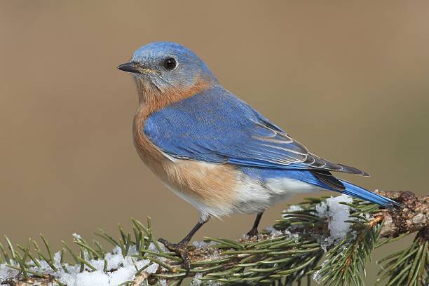 istock Male Eastern Bluebird in Snow 509179524