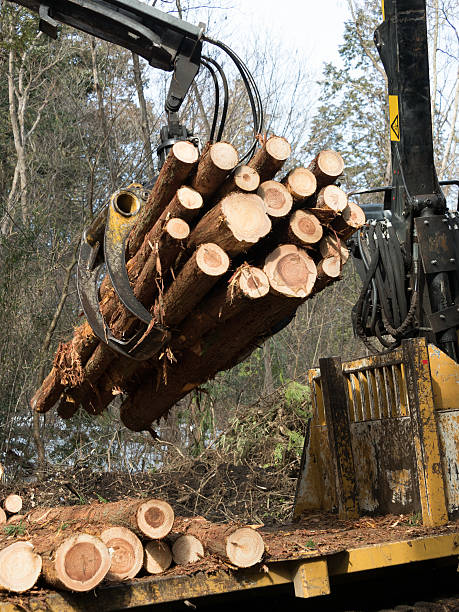 istock Cut out of the timber 509181056