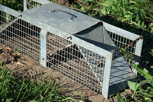 Gray house mouse caught in contemporary, transparent mousetrap. Rodent looking at camera through the plastic trap